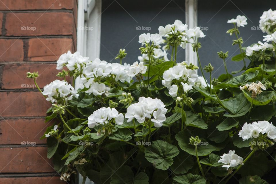 Windows of flowers
