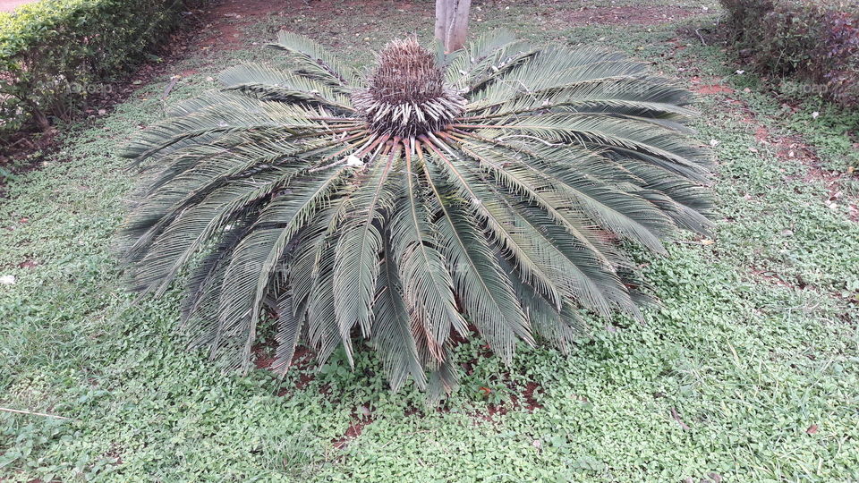 floral pattern plant