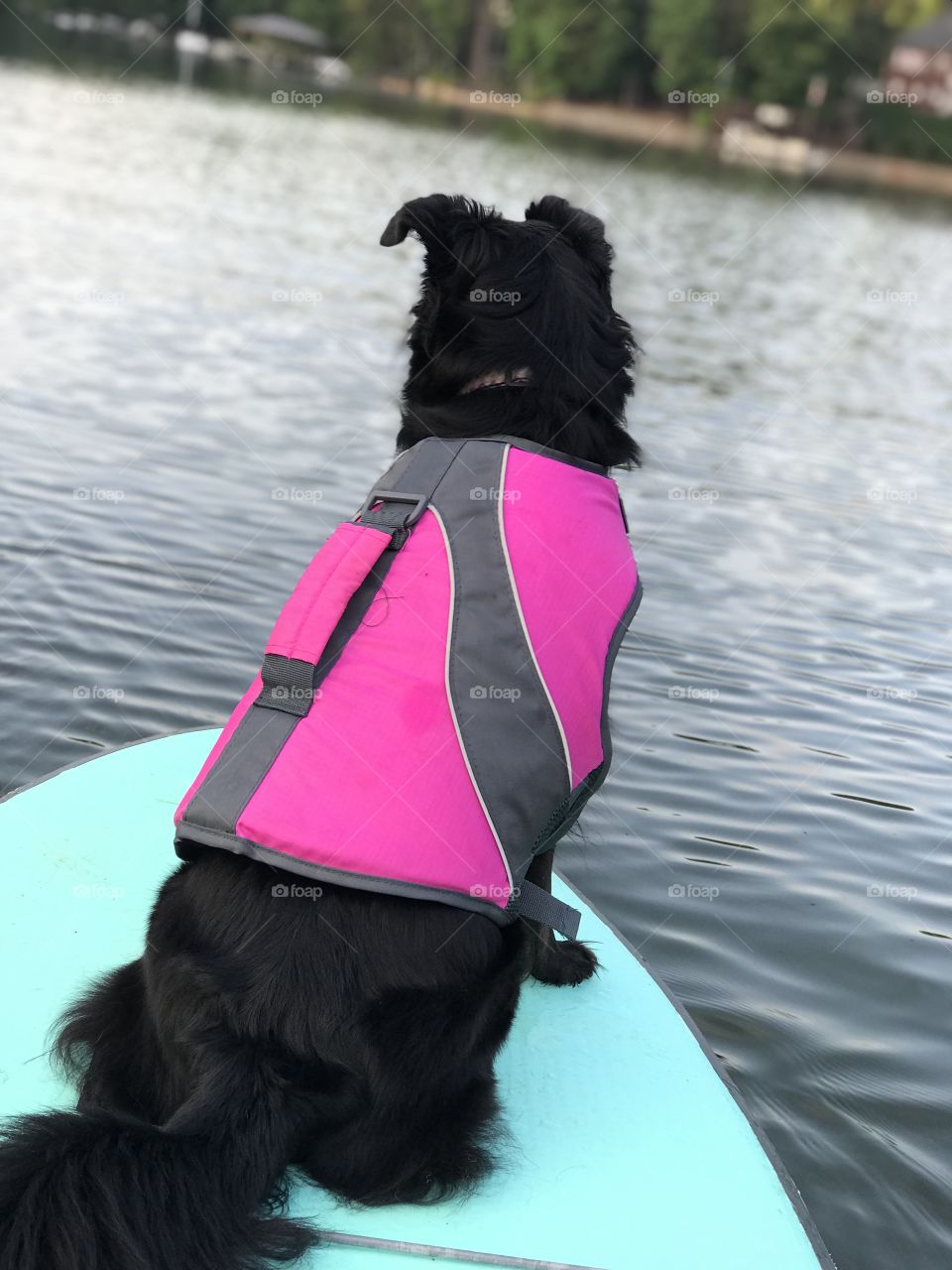 Paddle boarding Dog