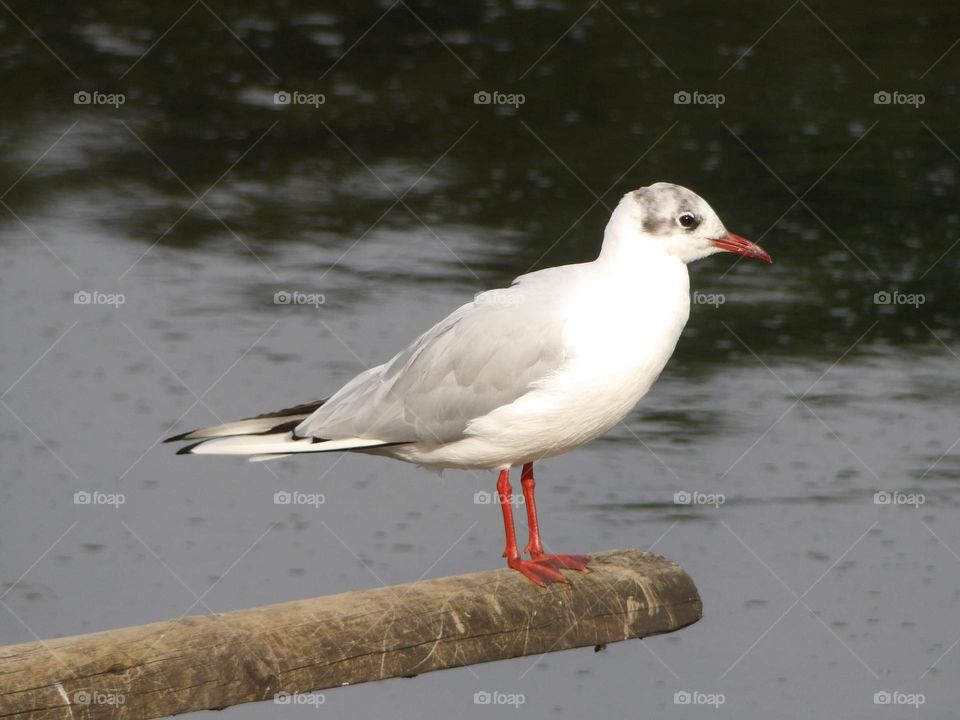 A seagull on a post 