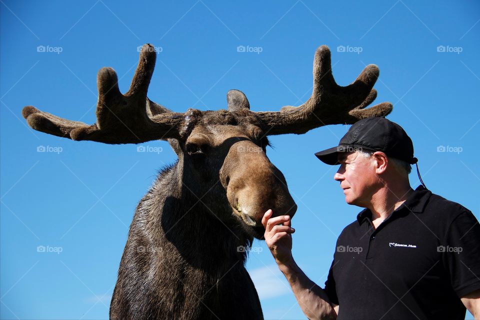 Matured man standing with moose