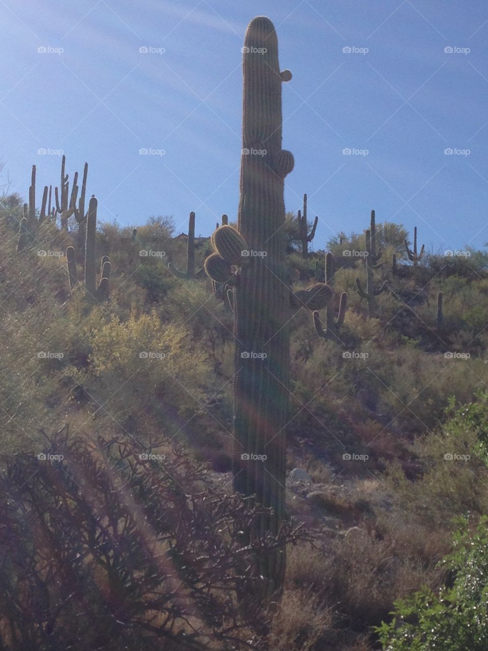Morning Cactus . Tucson hill side
