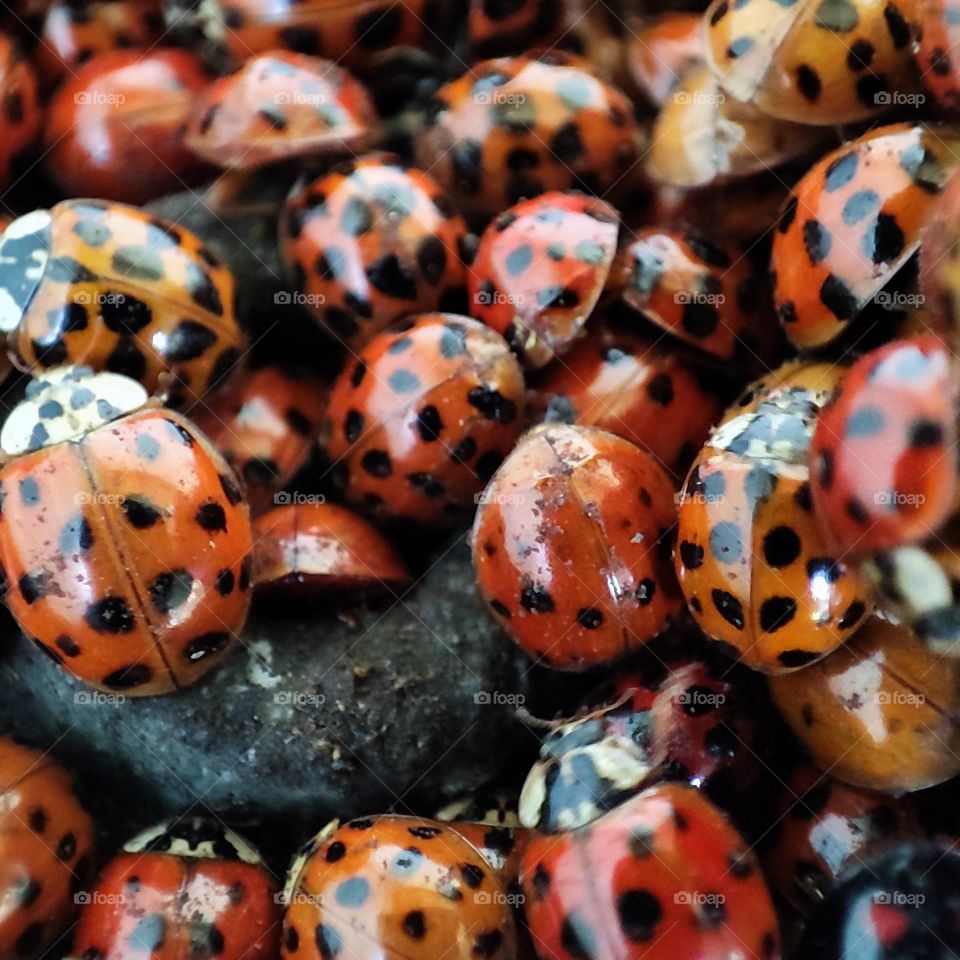 Ladybug