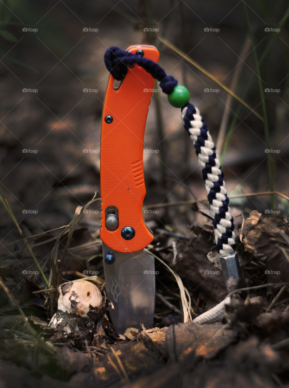 lets go to the forest to find some mushrooms and have a good time!