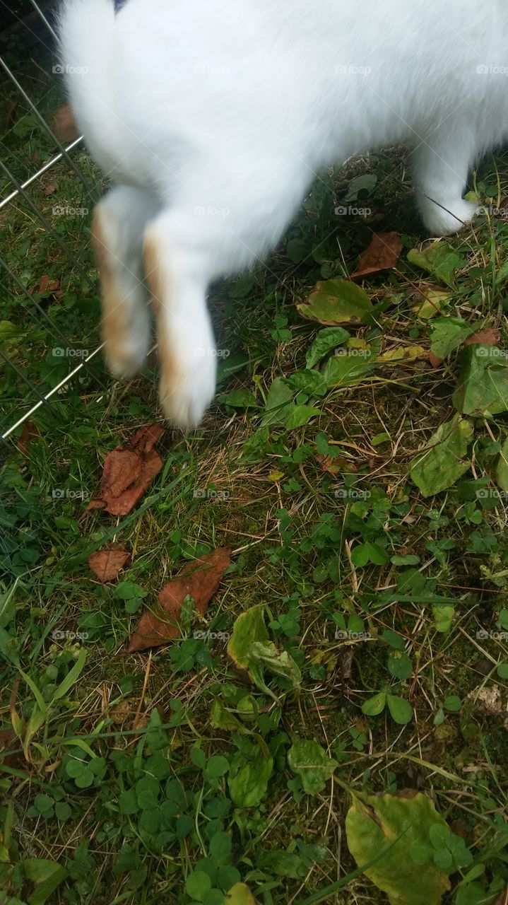 bunny hopping
