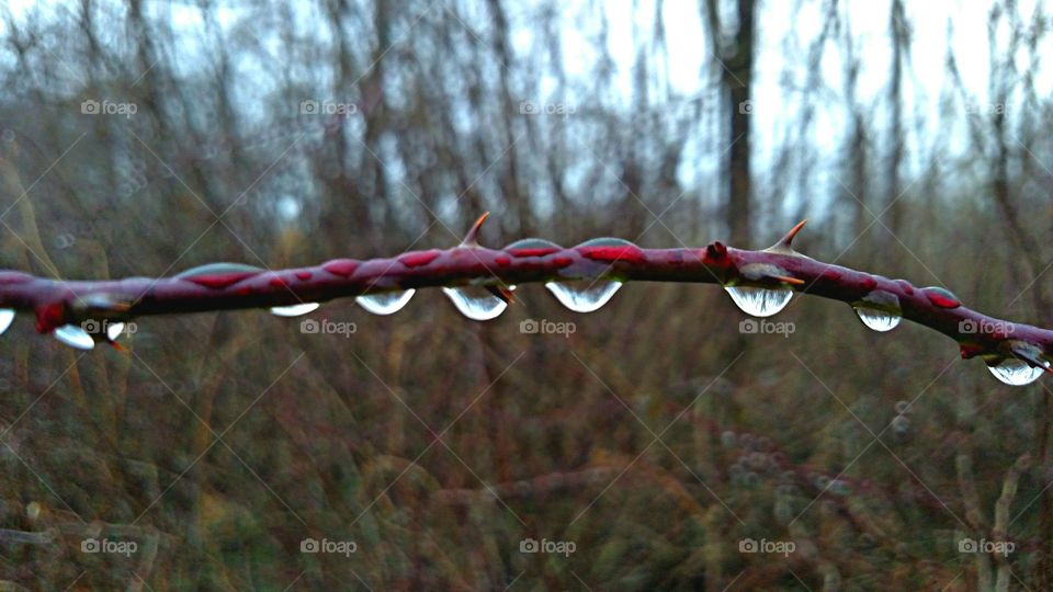 Thorns & Droplets