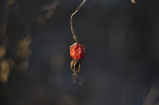 Frozen dry rose hips
