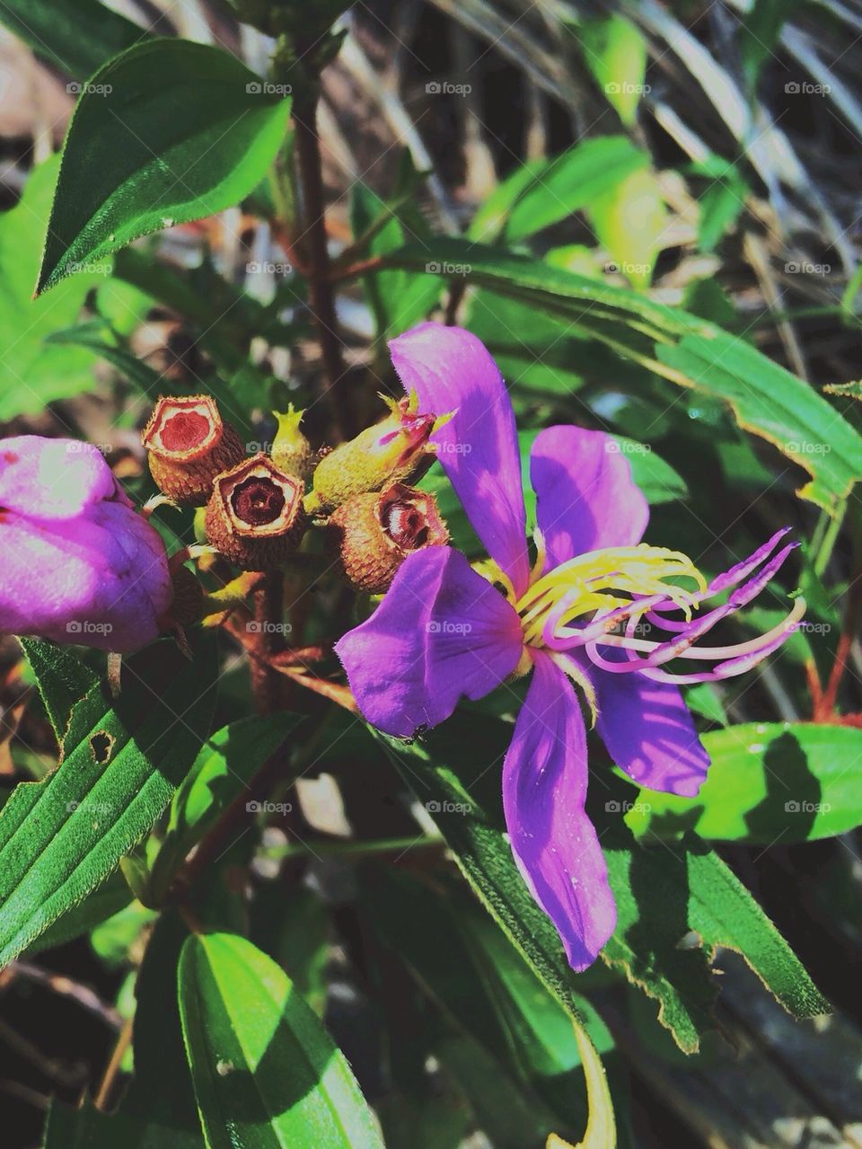 Flowers