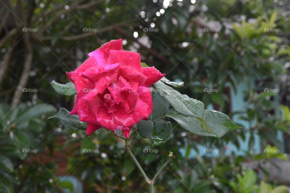 red roses are blooming