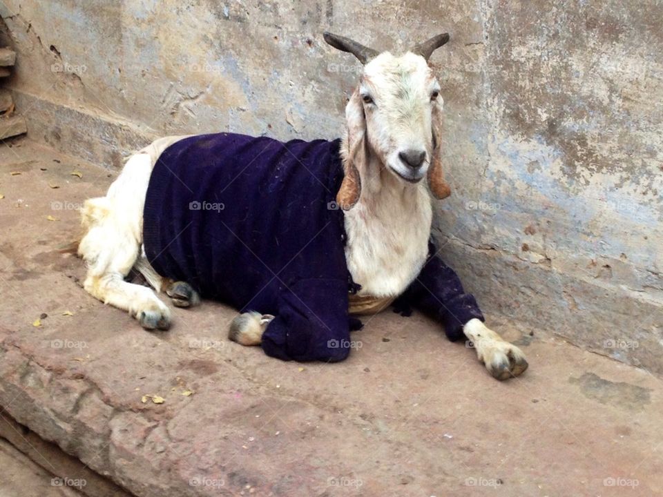 Goat wearing wool