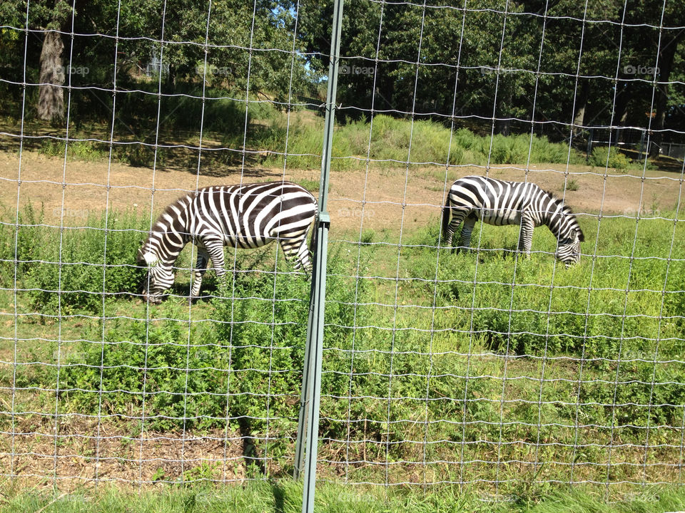 white black grass stripes by jmh