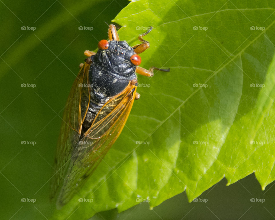 Cicada walking on a leaf 