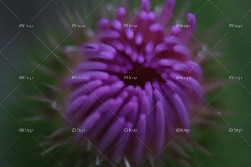 purple burst