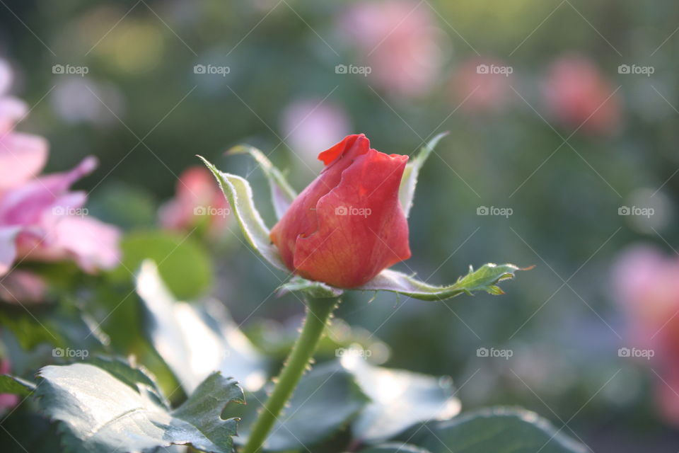single red garden rose