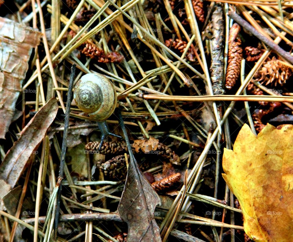 snail moving on the ground