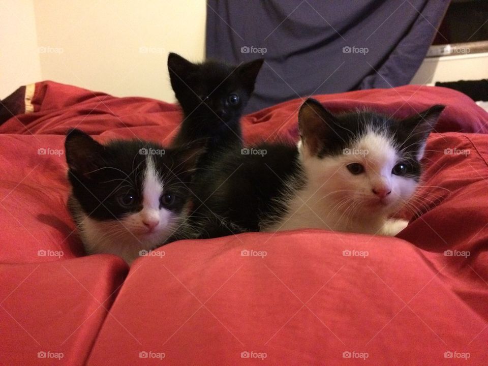 Kittens