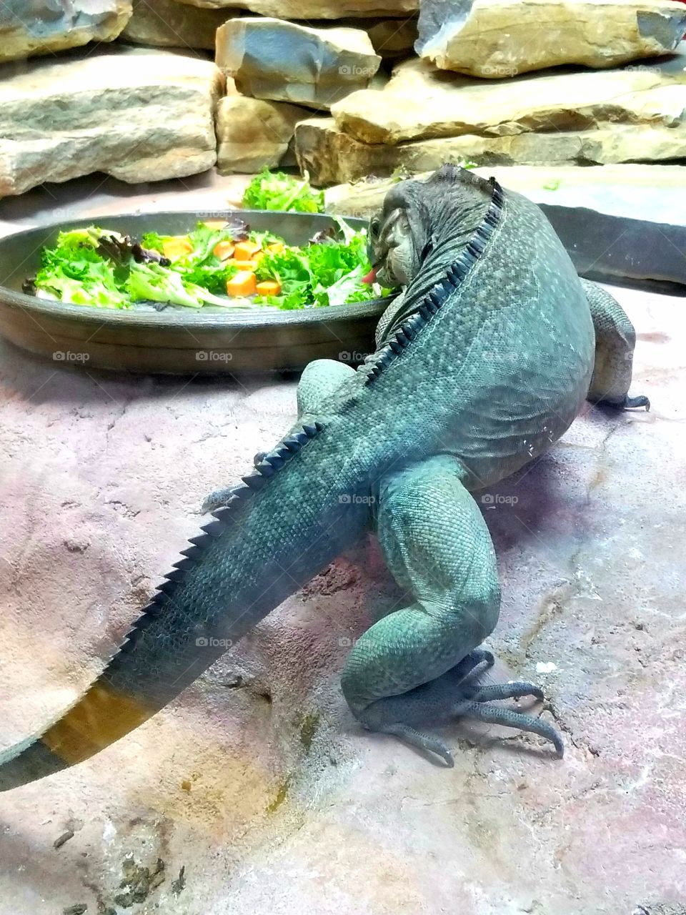 iguana