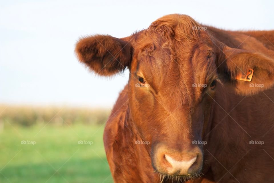 Closeup of a red steer in a pasture on a sunny day 