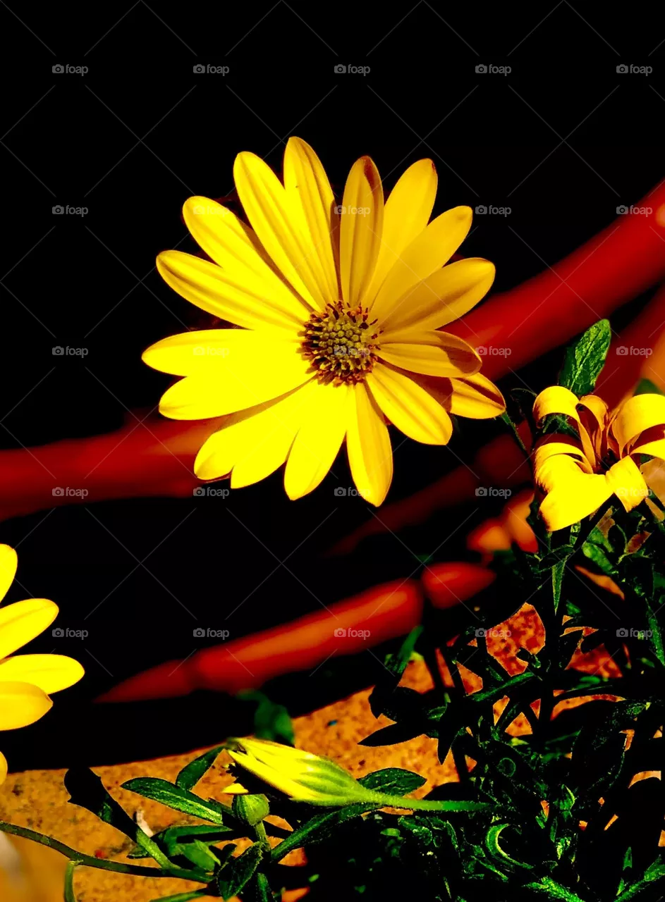 Colours 