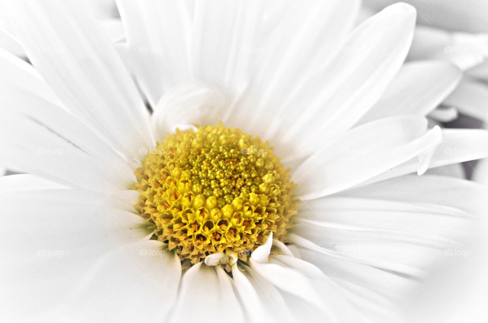 Close-up of flower