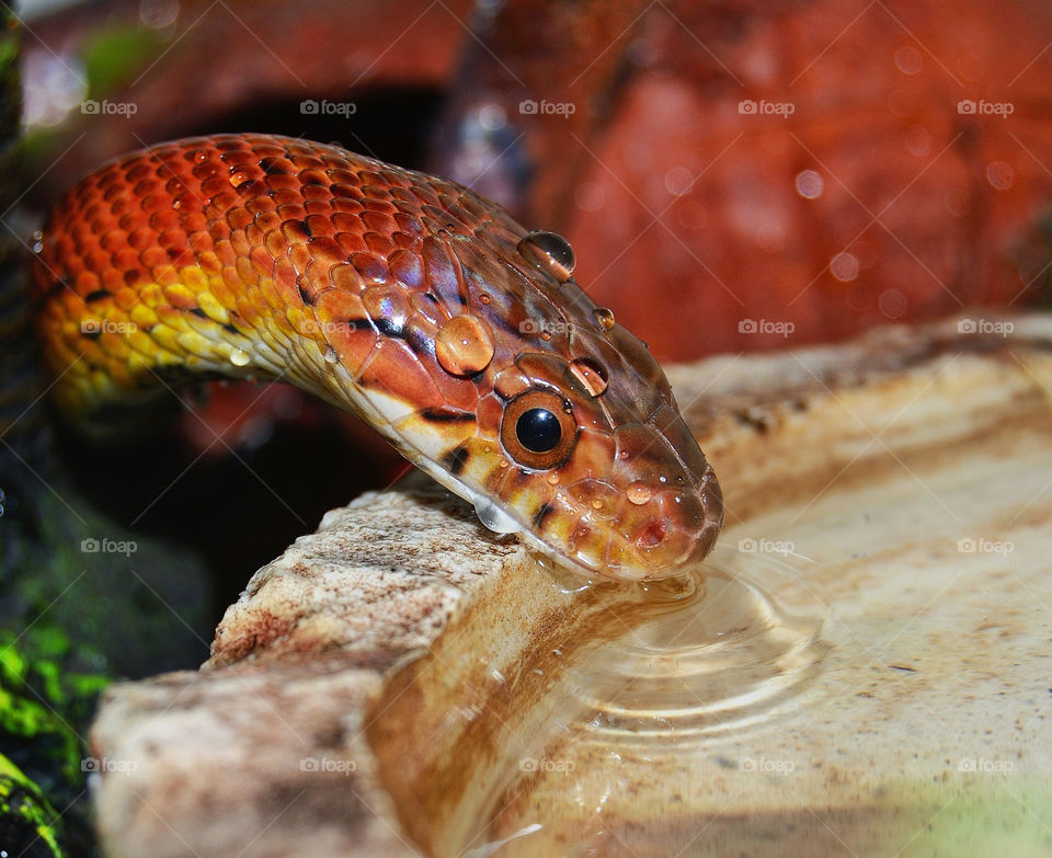 water drinking corn snake by delvec