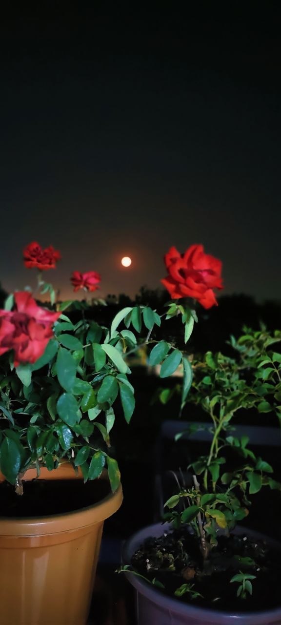 redrose