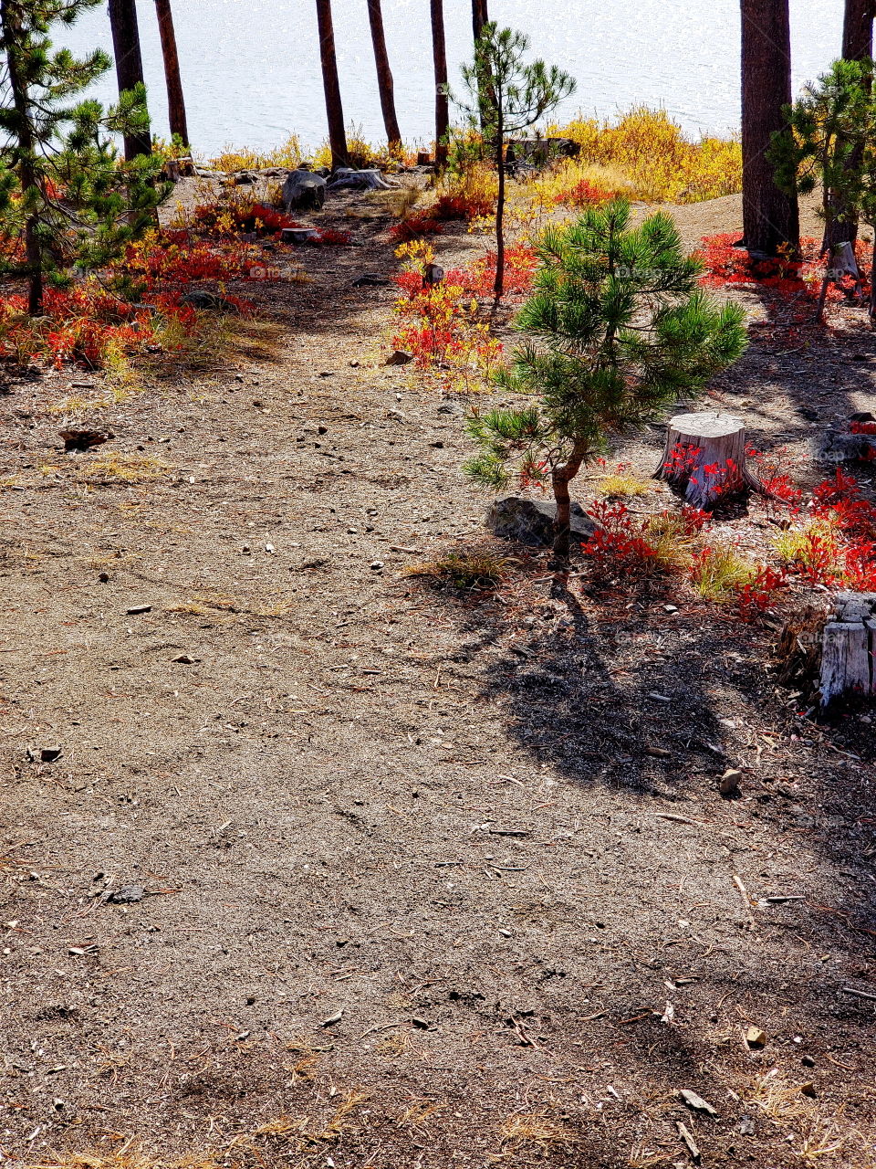 Brilliant fall colors of a landscape on the shores of Elk Lake in Oregon’s Cascade Mountains