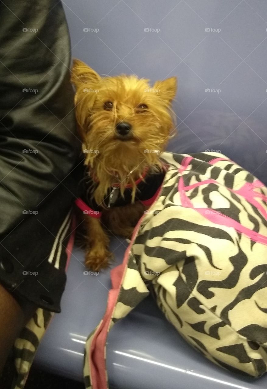 Sitting with Mom on the Subway NYC