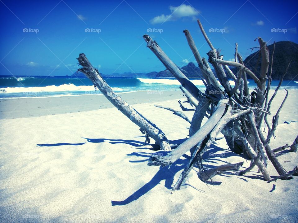 beach walk. branches on the beach