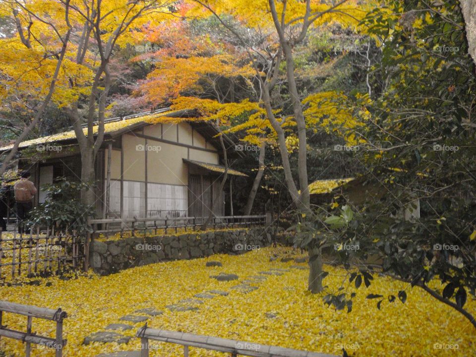 yellow autumn in Japan