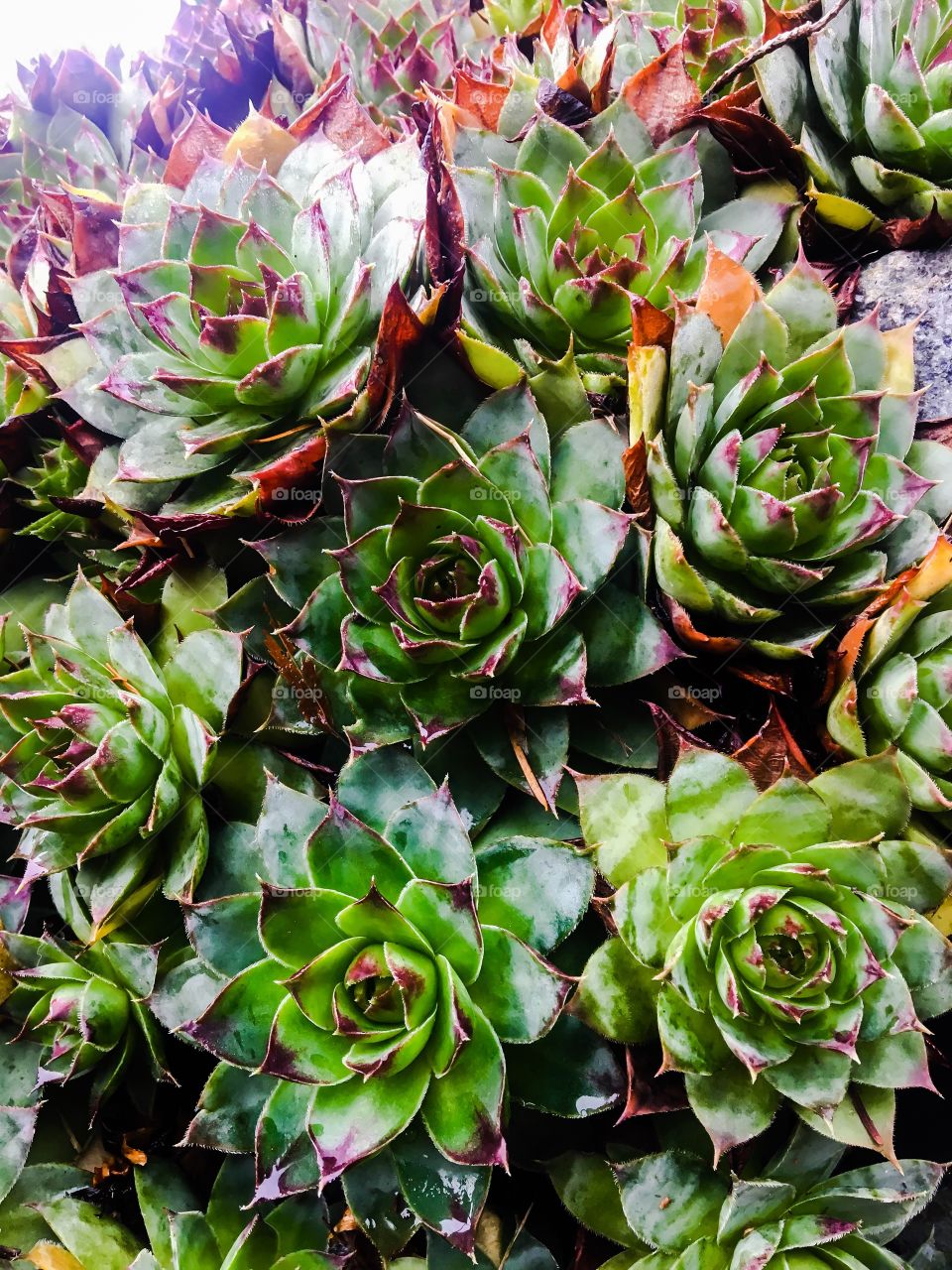 Hens & Chicks