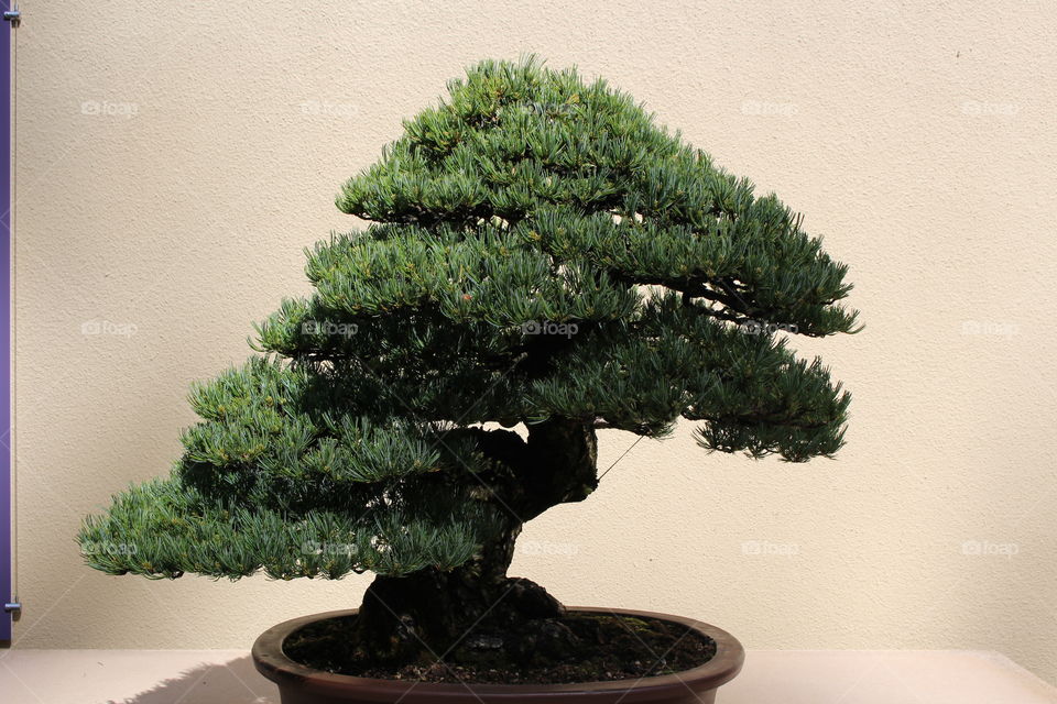 bonsai