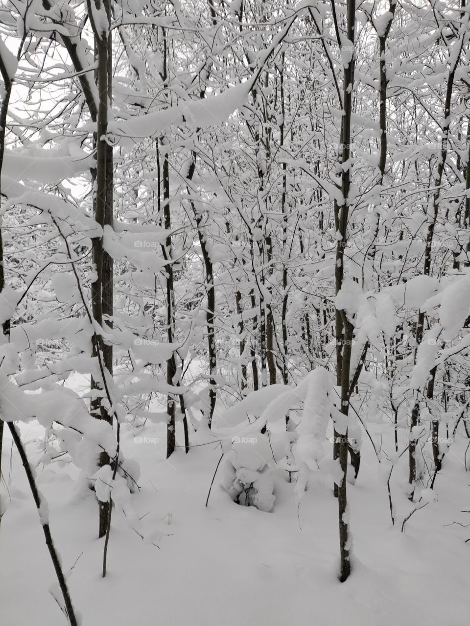 Snow in the nature