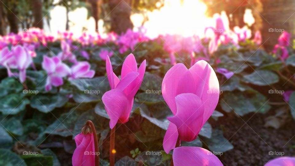 Close-up of pink flower