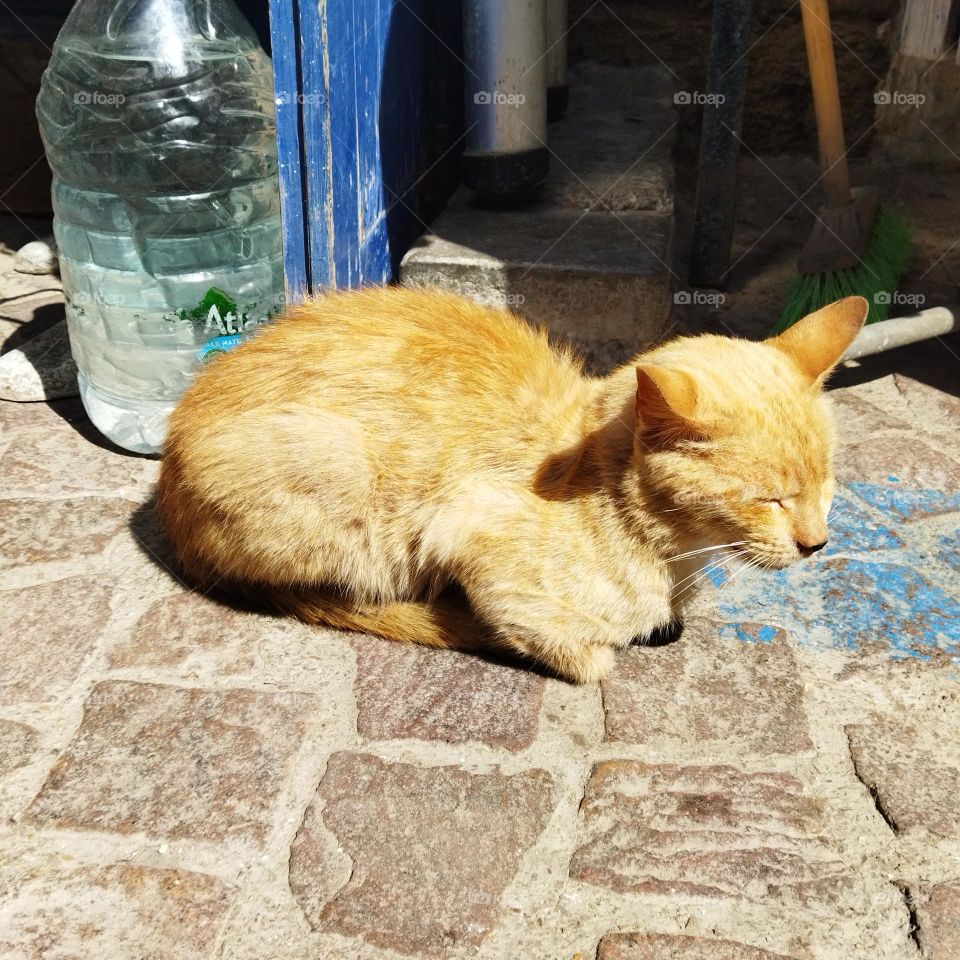 Beautiful yellow and sleeping cat.