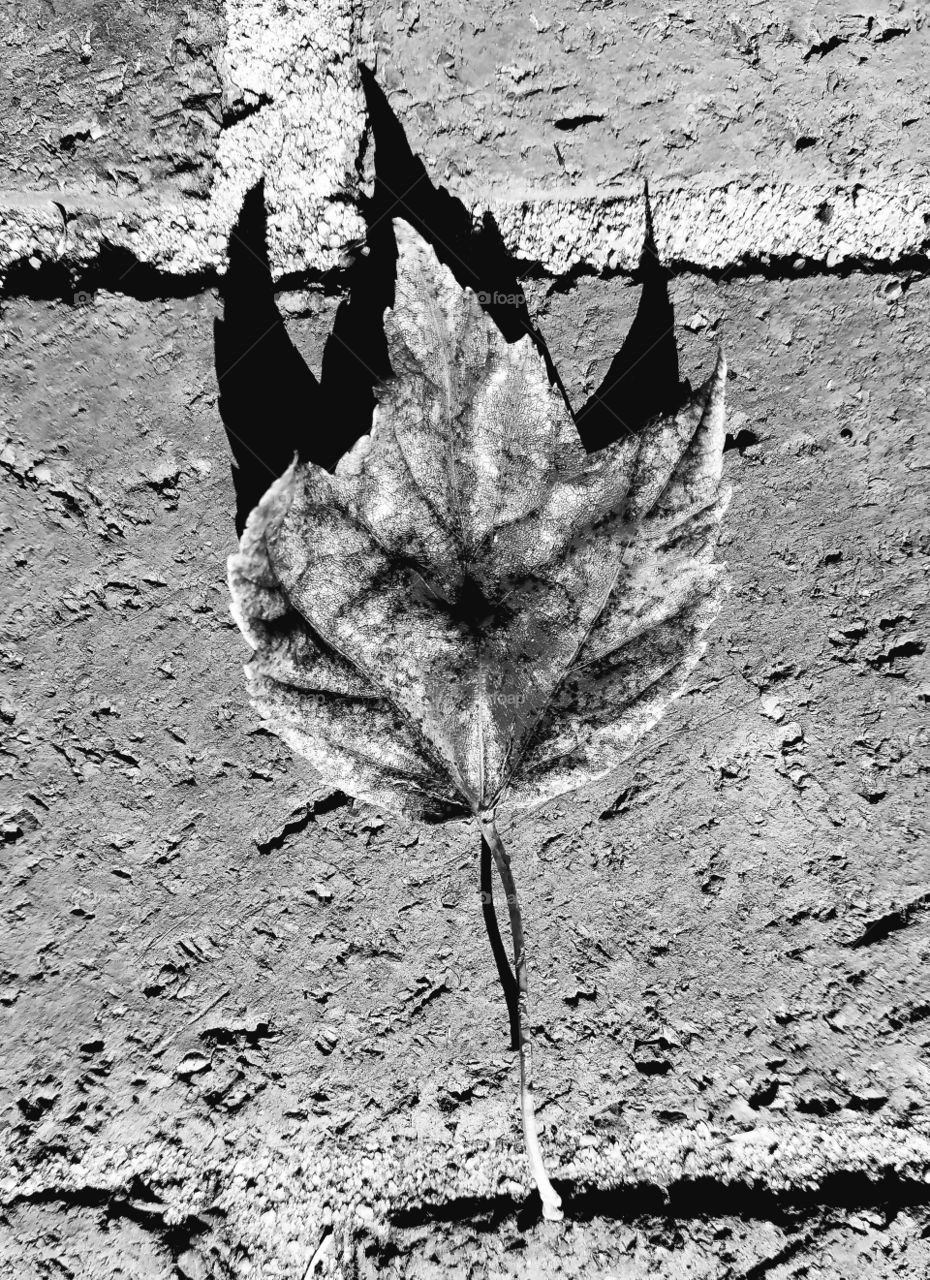 dry leaf pn brick in black and white.