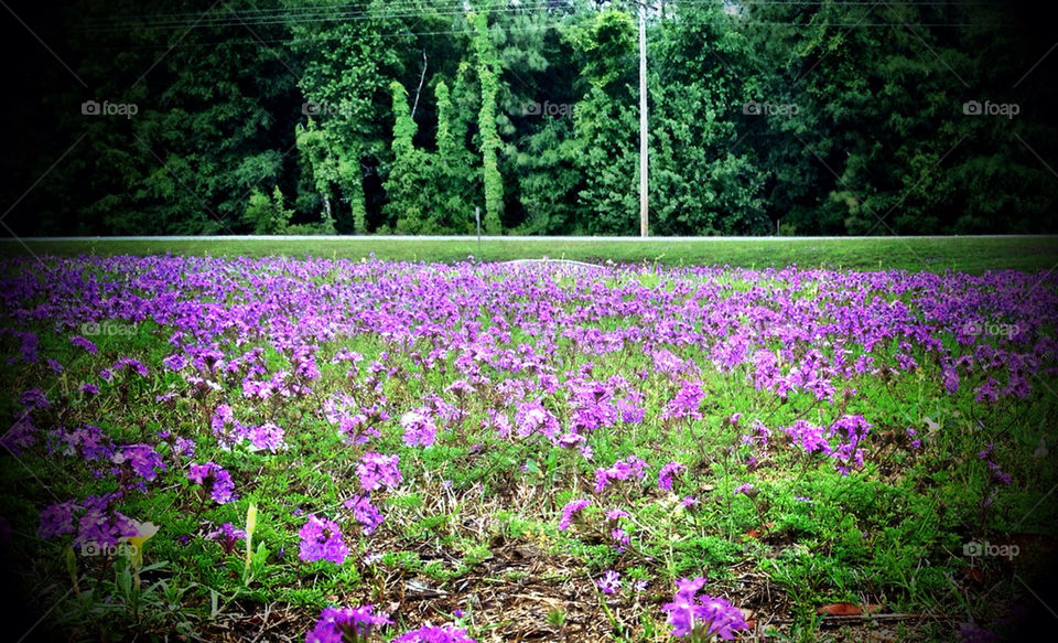 flowers field meadow purple by dodsongallery