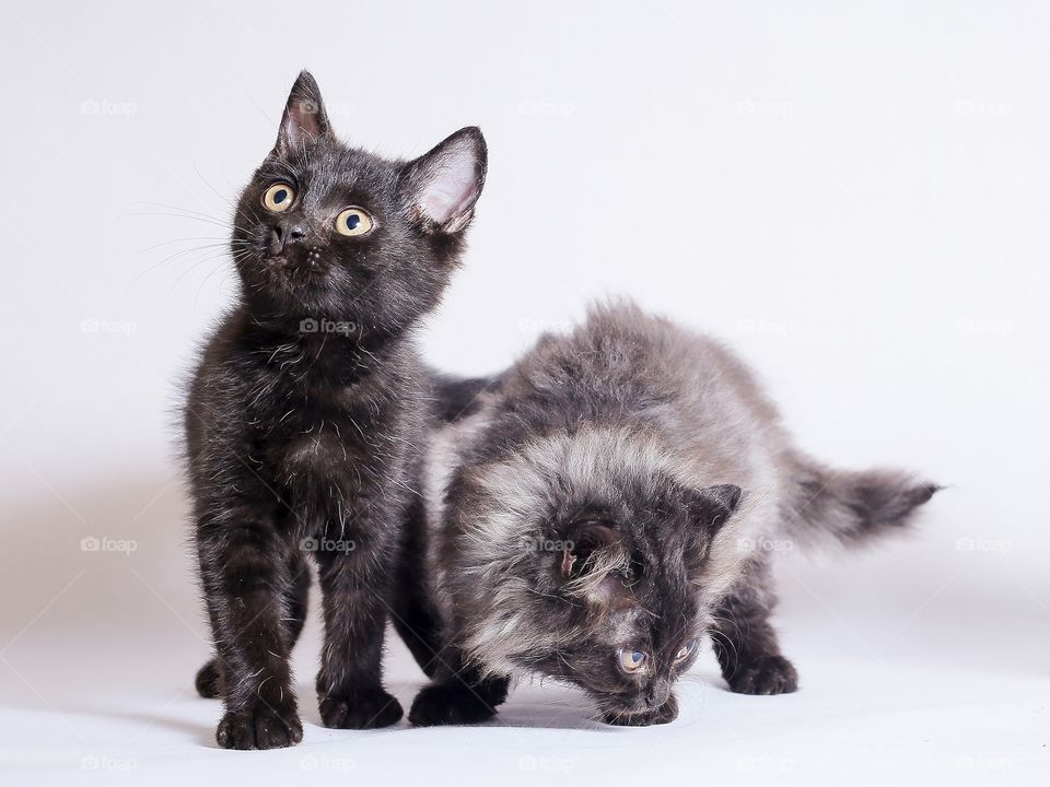 Two cats against white background