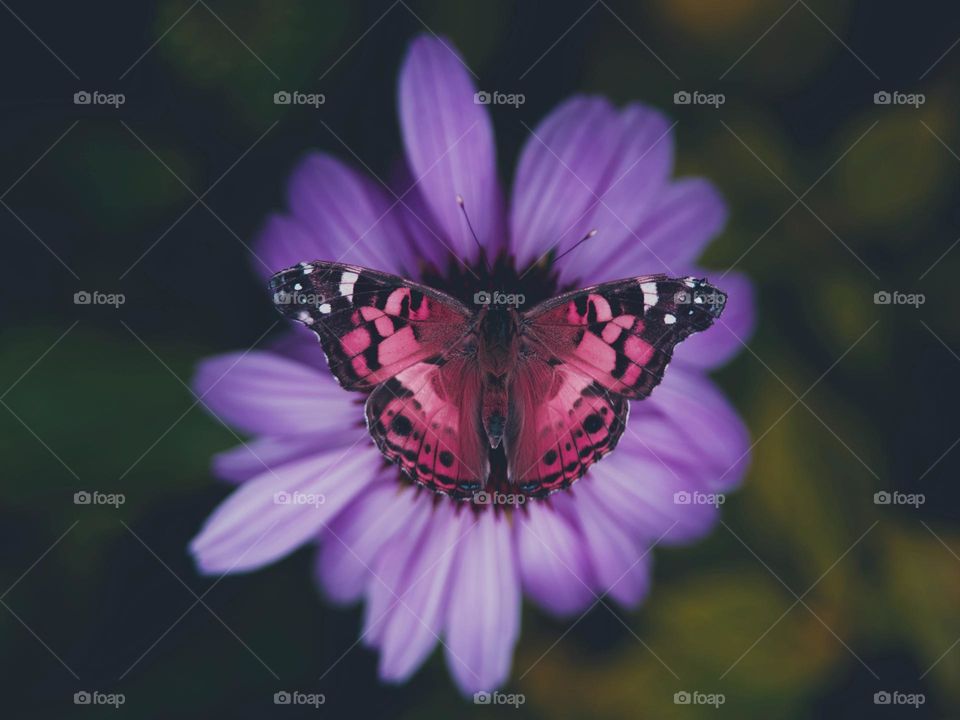 Beautiful and colourful butterfly