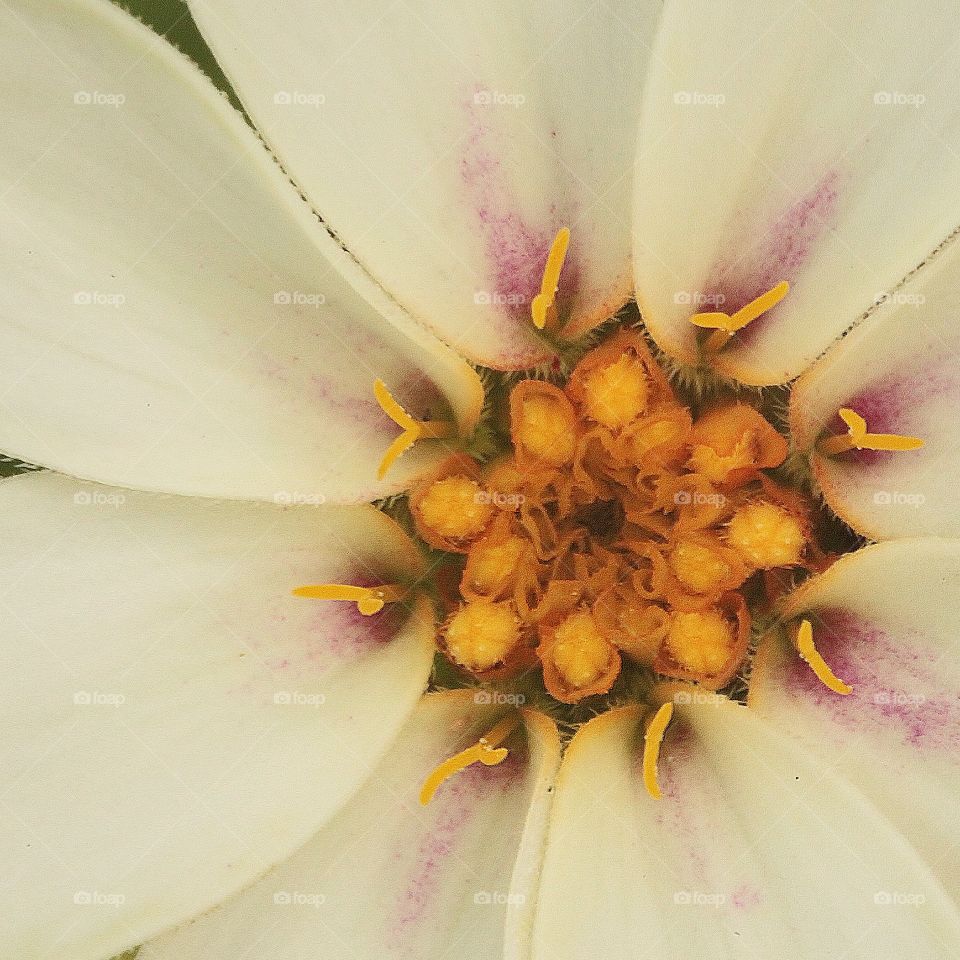 Flower Macro