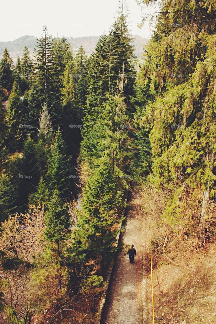 Wood, Tree, Landscape, Outdoors, No Person