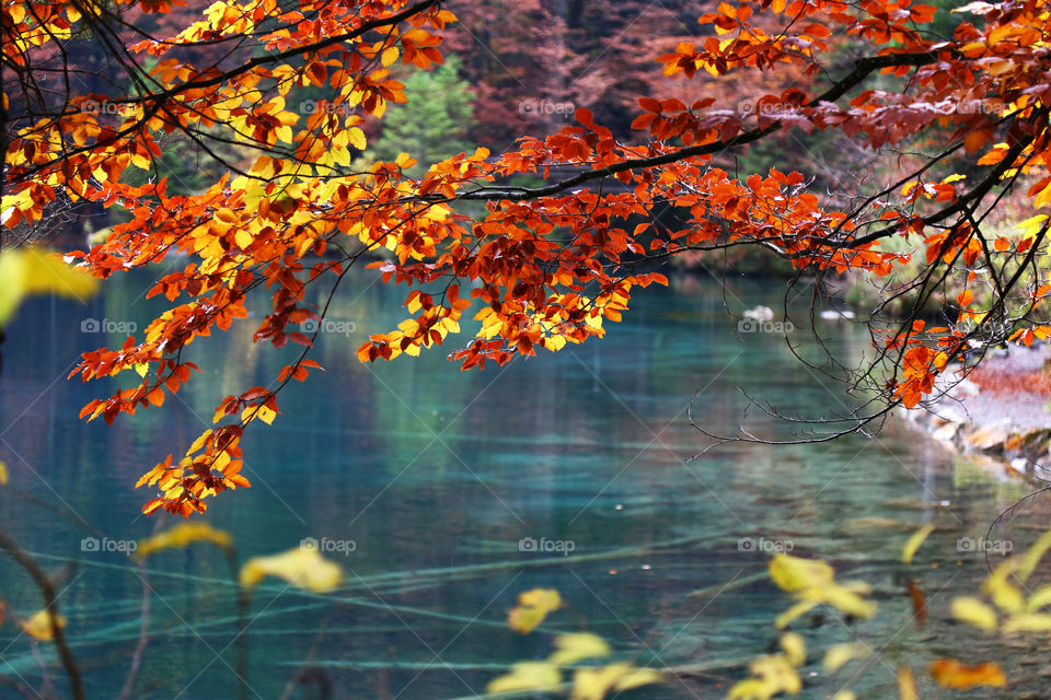 red leaves on blue lake