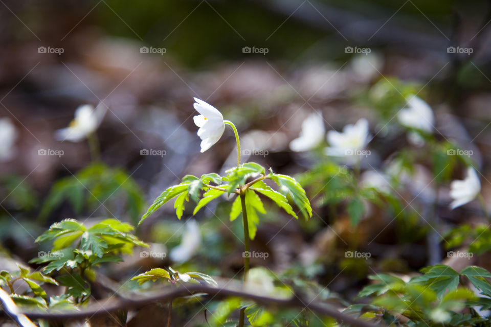 White wood anemone