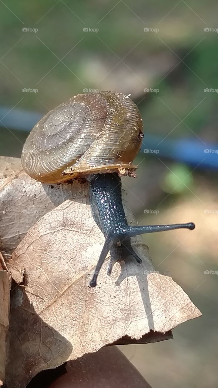 Snail, Invertebrate, Slow, Gastropod, Shellfish