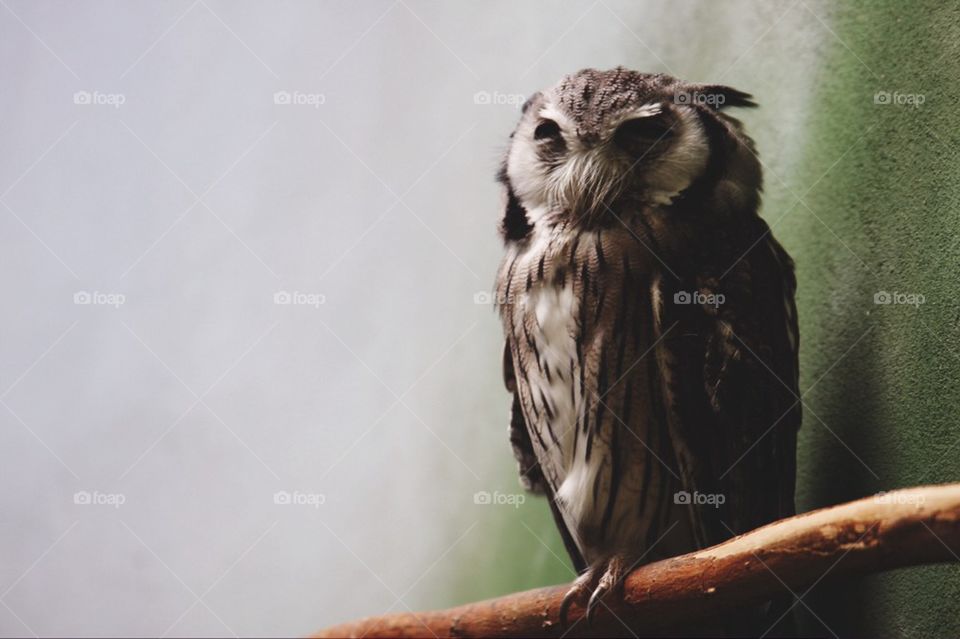 Sad owl 