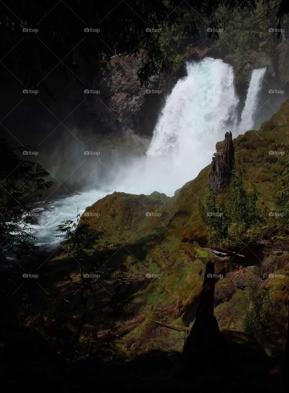 The beautiful waters of Sahalie Falls on the McKenzie River rushing over a rugged cliff into its canyon covered in bright green moss, trees, and tree stumps on a sunny spring day in Western Oregon. 