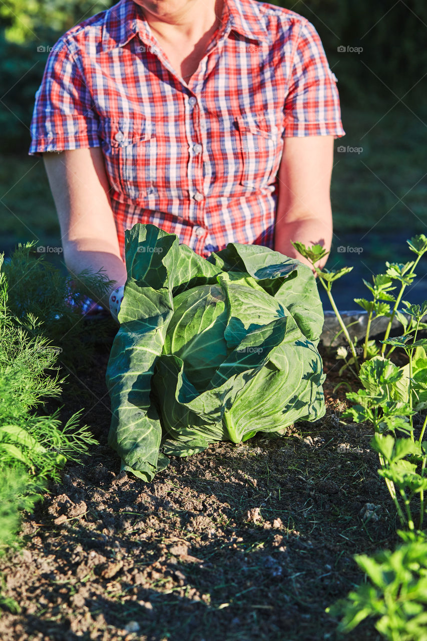 Woman working in a home garden in the backyard, picking the vegetables and put to wooden box. Candid people, real moments, authentic situations