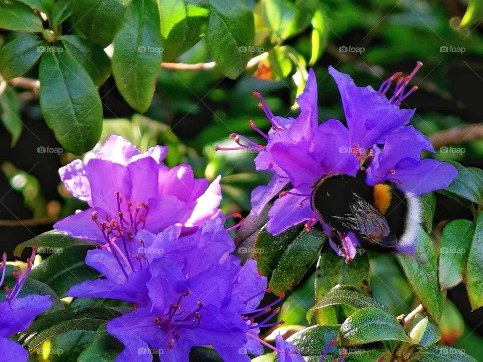 Azalea flower with bumble bee