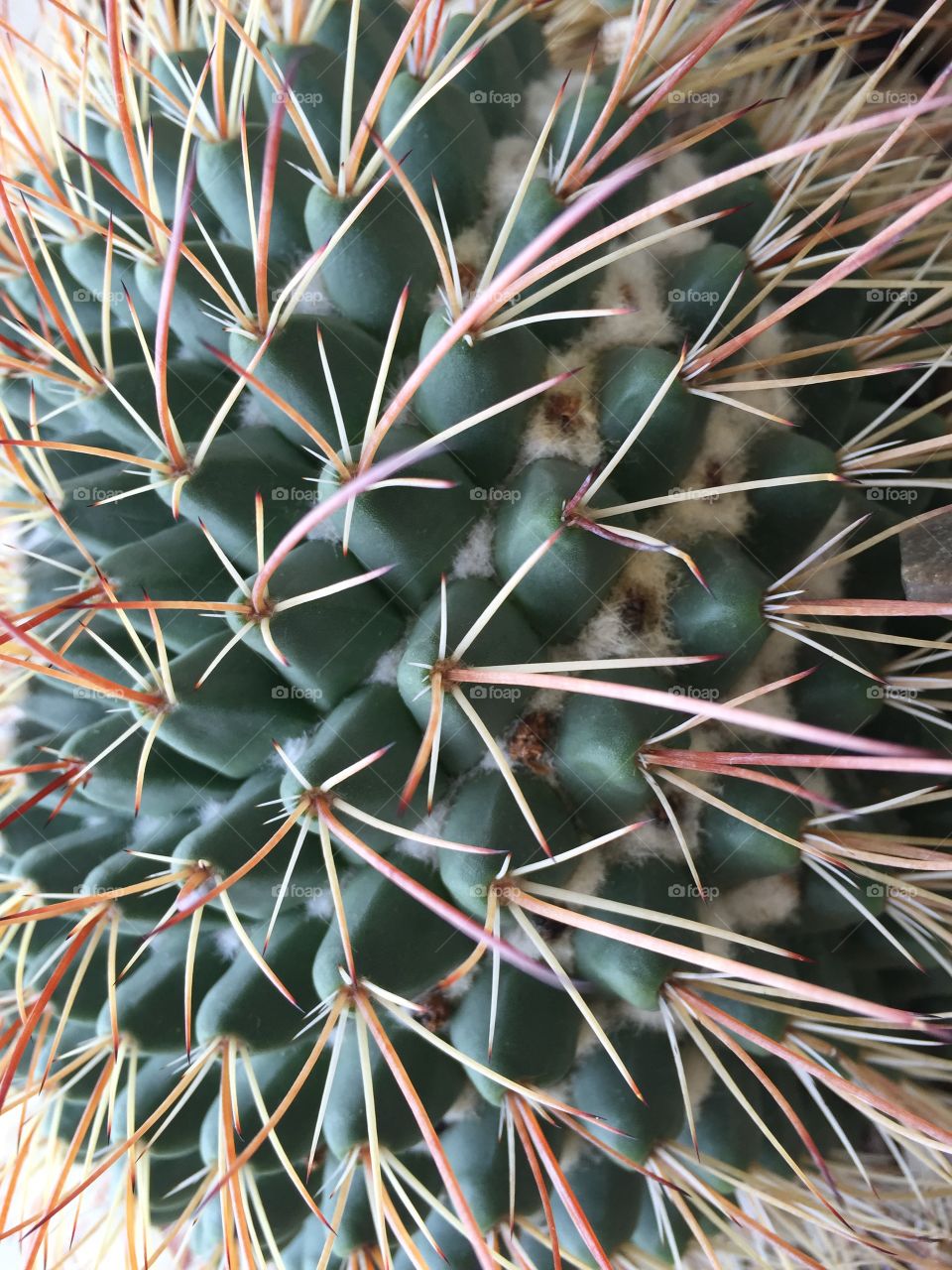 Cactus, Sharp, Succulent, Spine, Prickly