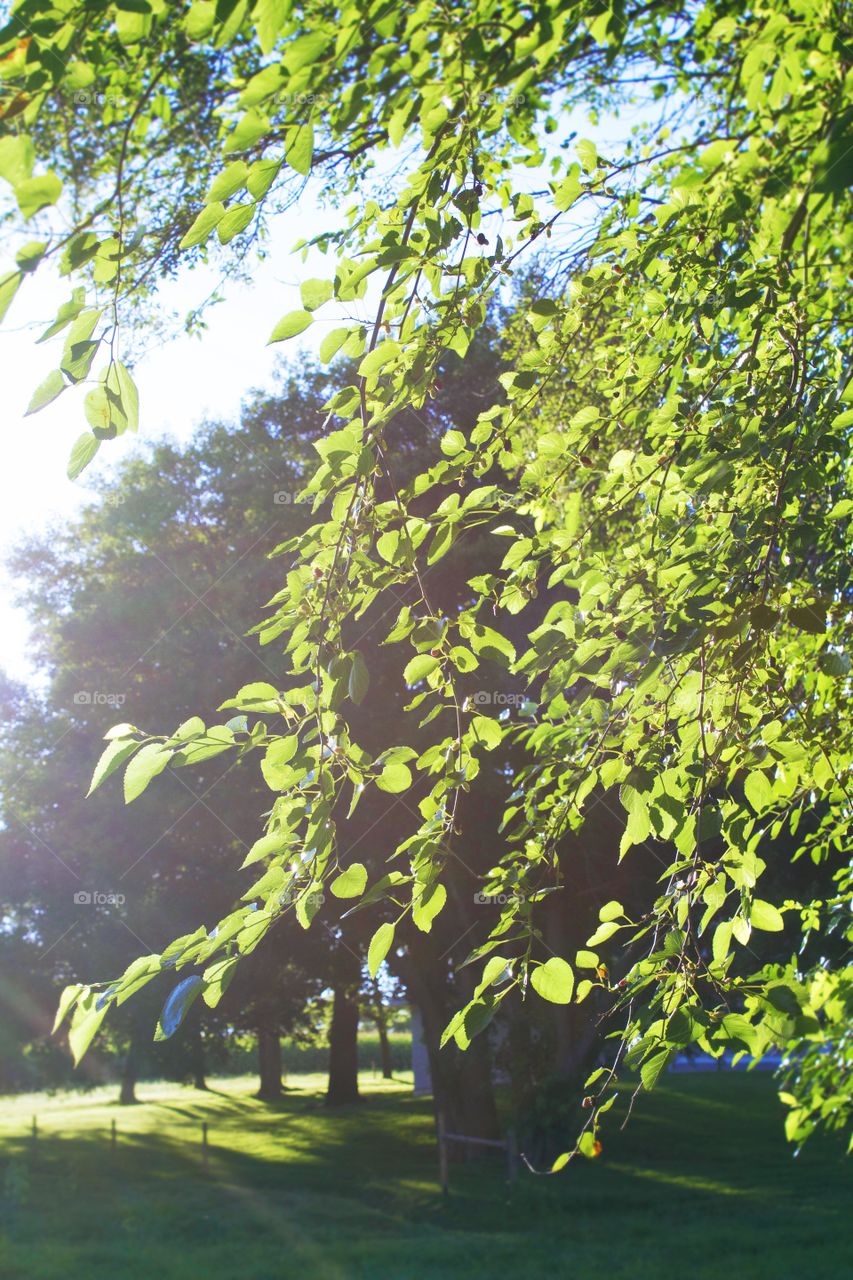 Overhanging bright green leaves illuminated by sunlight in a rural setting in mid-summer